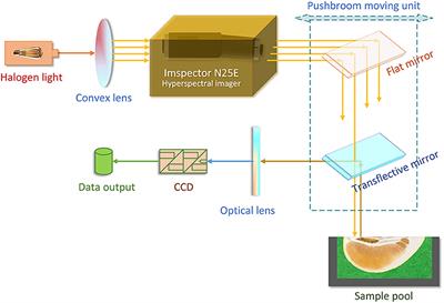 Rapid Detection of Pomelo Fruit Quality Using Near-Infrared Hyperspectral Imaging Combined With Chemometric Methods